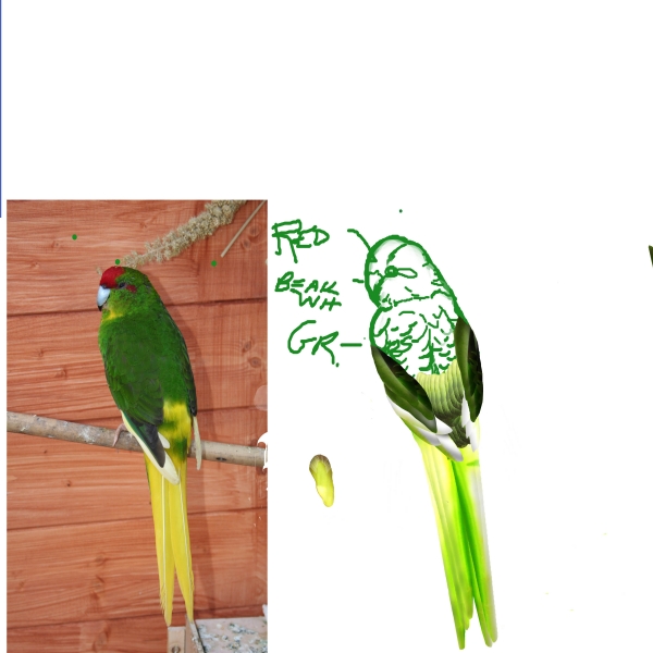 Creation of Jungle Life: Step 5